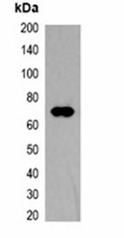 Western blot analysis of 293T cell lysate using TAP-tag antibody