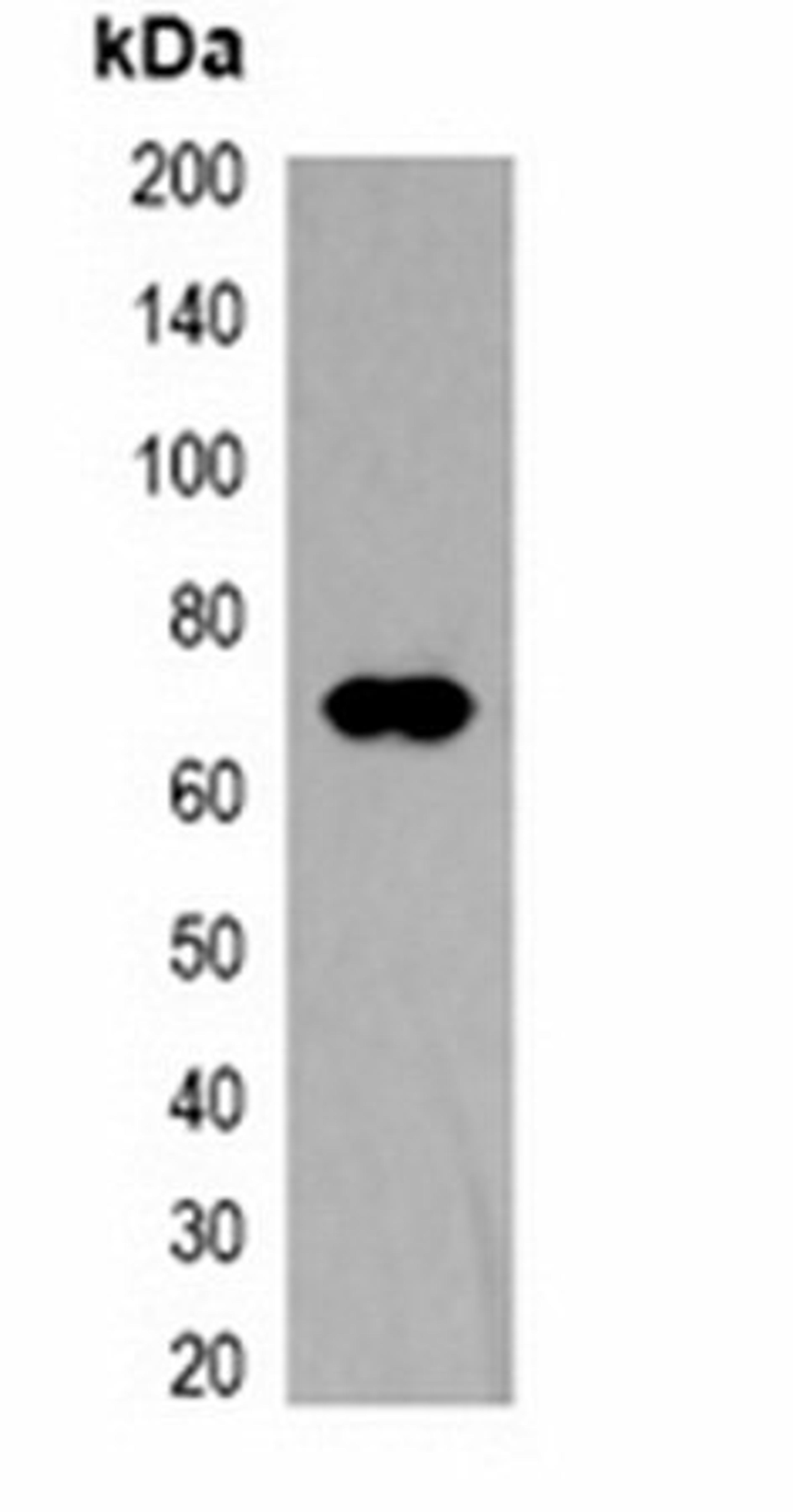 Western blot analysis of 293T cell lysate using TAP-tag antibody