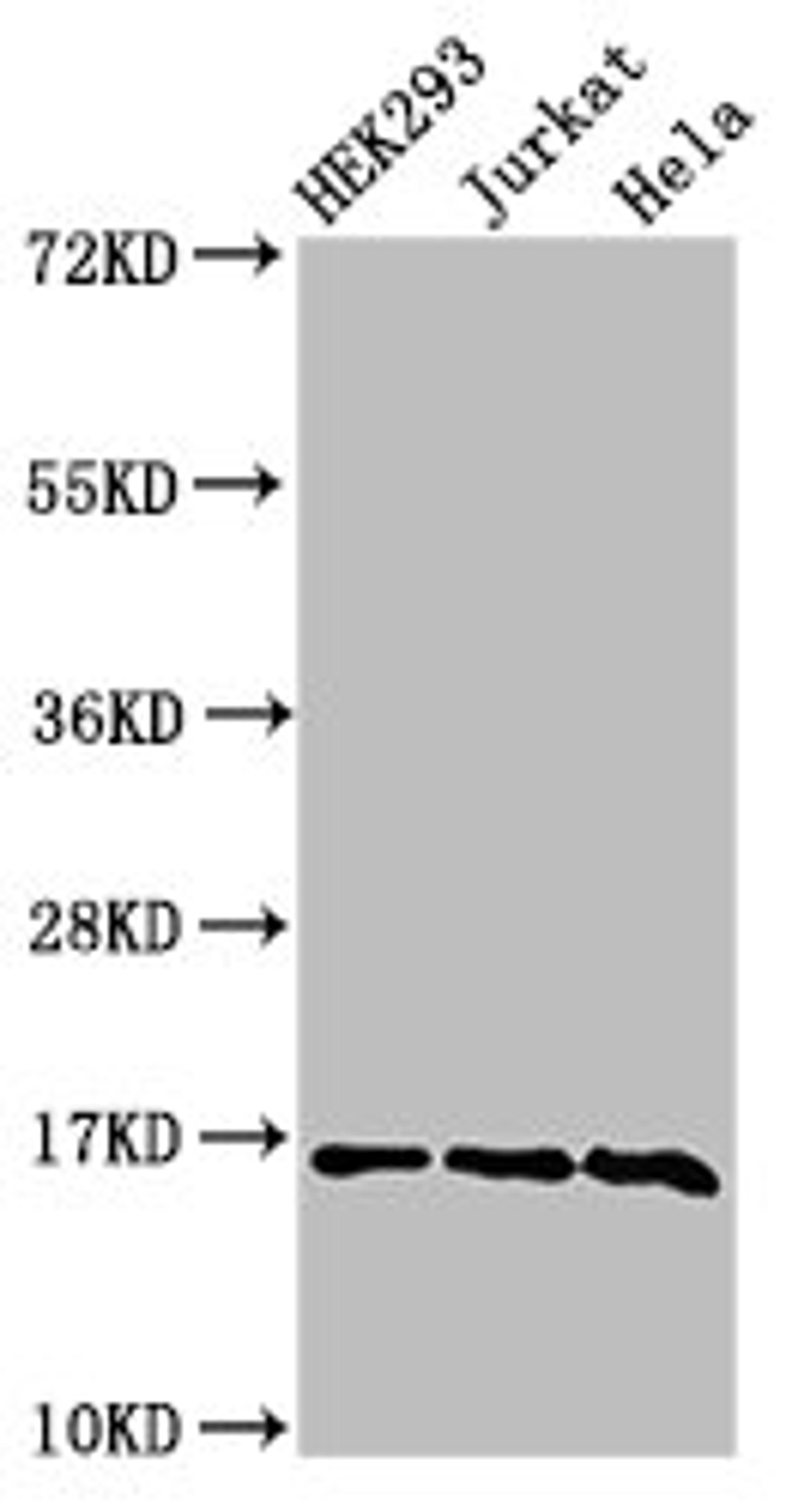 Western Blot. Positive WB detected in: HEK293 cell acid extracts, Jurkat cell acid extracts, Hela cell acid extracts. All lanes: HIST1H3A antibody at 2µg/ml. Secondary. Goat polyclonal to rabbit IgG at 1/50000 dilution. Predicted band size: 16 kDa. Observed band size: 16 kDa