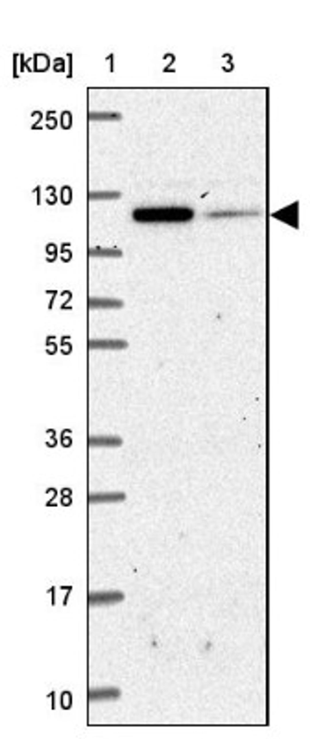 Western Blot: Insulysin/IDE Antibody [NBP2-38994] - Lane 1: Marker [kDa] 250, 130, 95, 72, 55, 36, 28, 17, 10<br/>Lane 2: RT-4<br/>Lane 3: U-251 MG