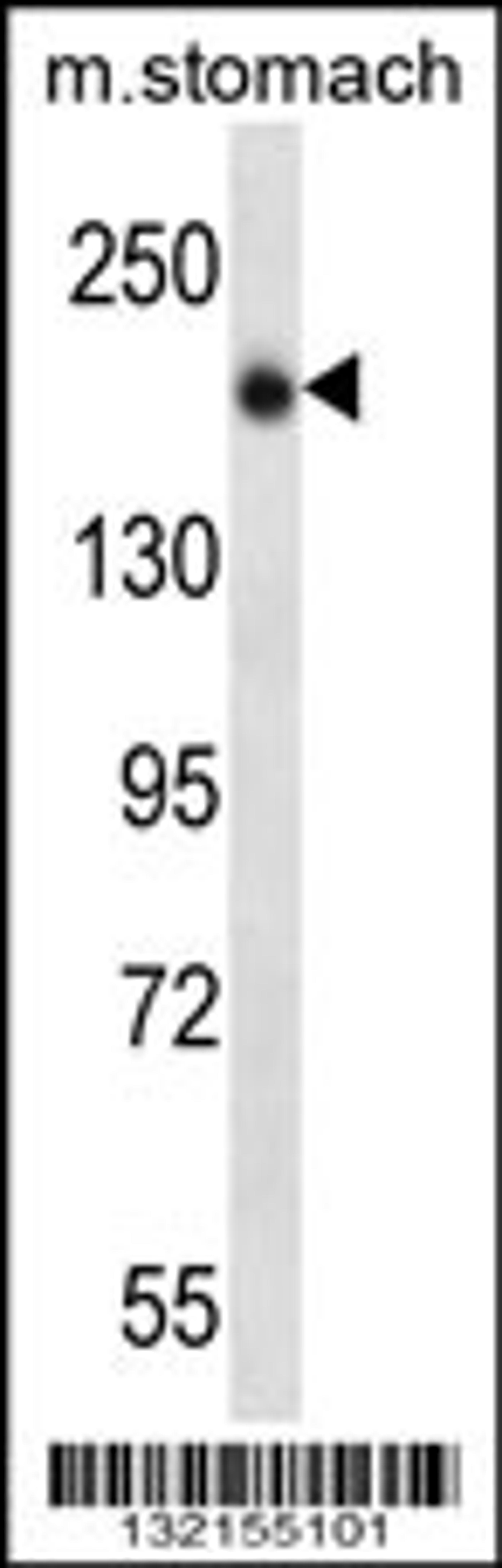 Western blot analysis in mouse stomach tissue lysates (35ug/lane).