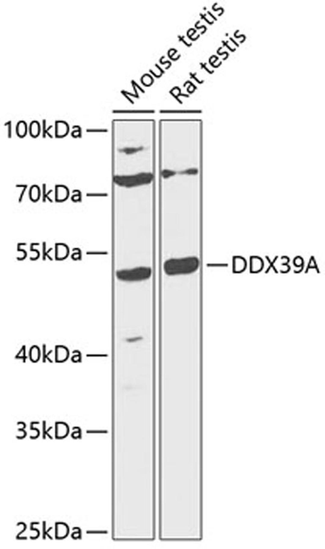 Western blot - DDX39A antibody (A12558)