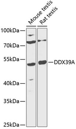 Western blot - DDX39A antibody (A12558)