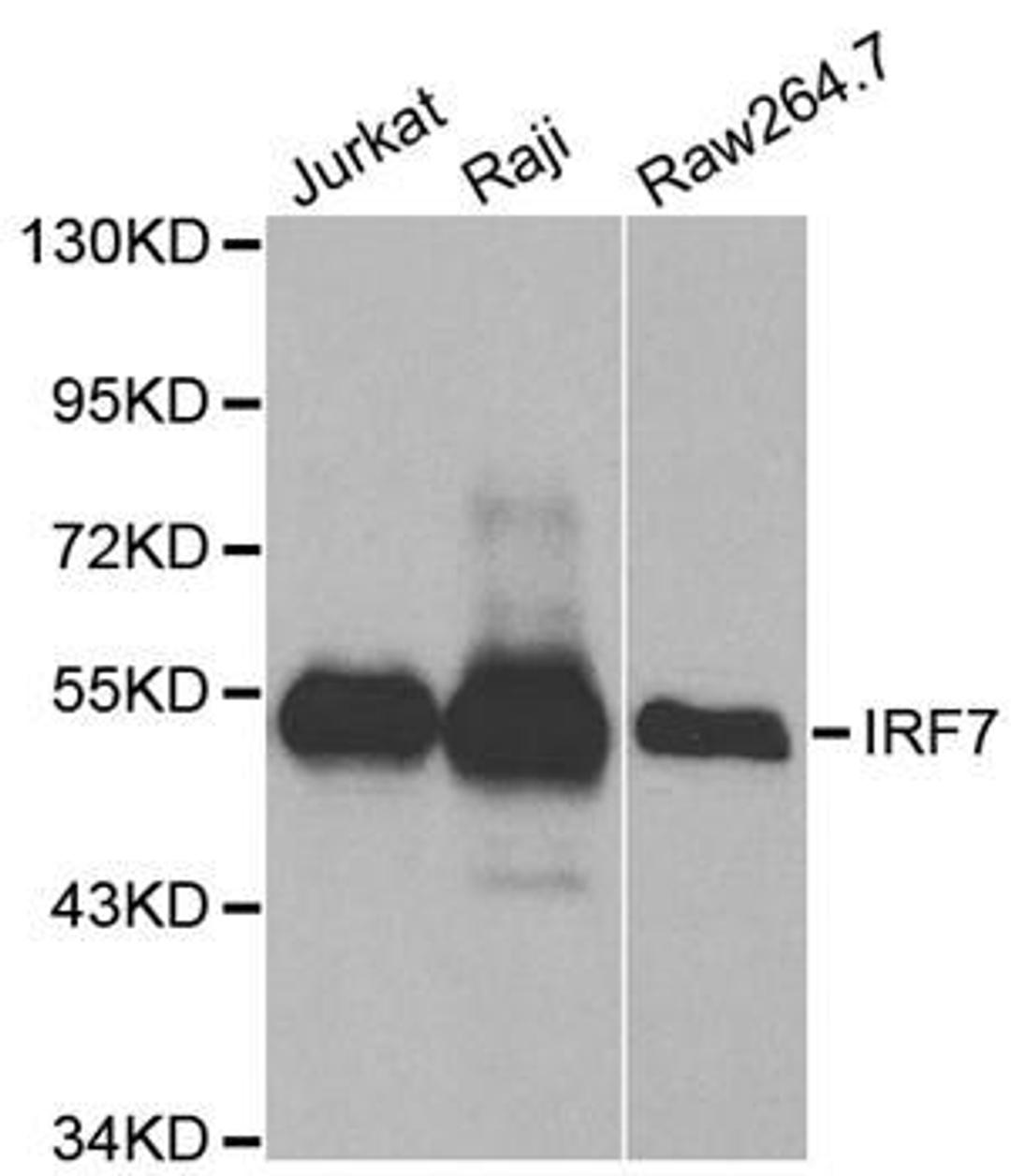 Western blot analysis of extracts of various cell lines using IRF-7 antibody