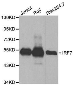 Western blot analysis of extracts of various cell lines using IRF-7 antibody