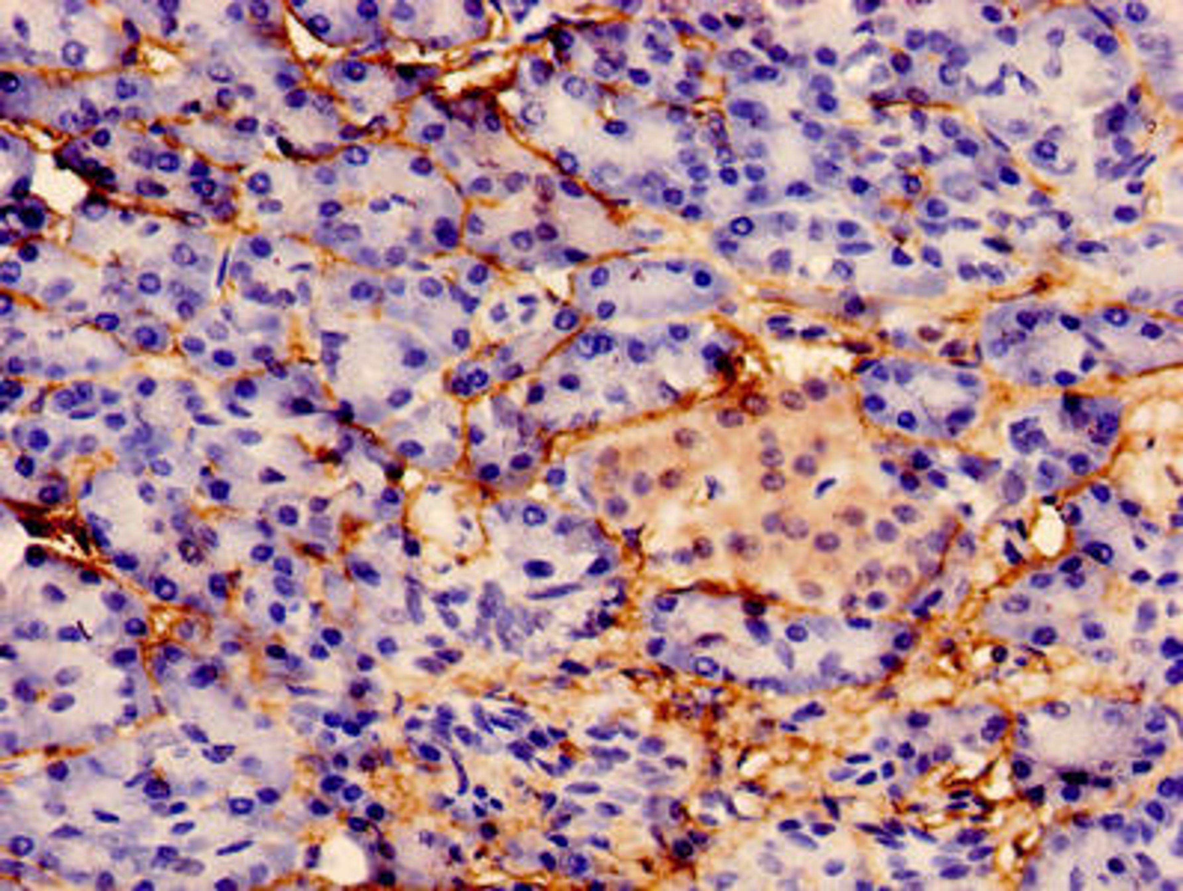 Immunocytochemistry analysis of human pancreatic tissue using CSB-PA622779LA01HU at dilution of 1:100