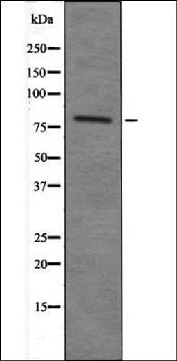 Western blot analysis of 293 whole cell lysates using MARK2 -Phospho-Thr596- antibody