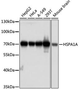 Western blot - HSPA1A antibody (A1507)