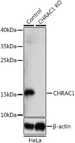 Western blot - CHRAC1 antibody (A14896)