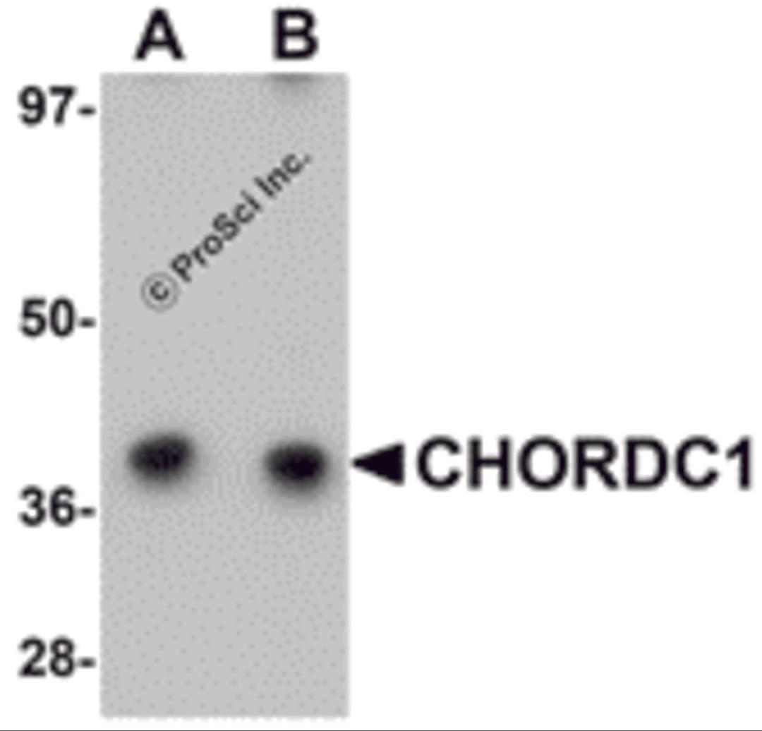 Western blot analysis of CHORDC1 in 293 cell lysate with CHORDC1 antibody at (A) 1 and (B) 2 &#956;g/mL.