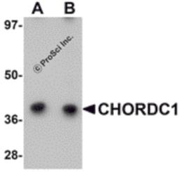 Western blot analysis of CHORDC1 in 293 cell lysate with CHORDC1 antibody at (A) 1 and (B) 2 μg/mL.