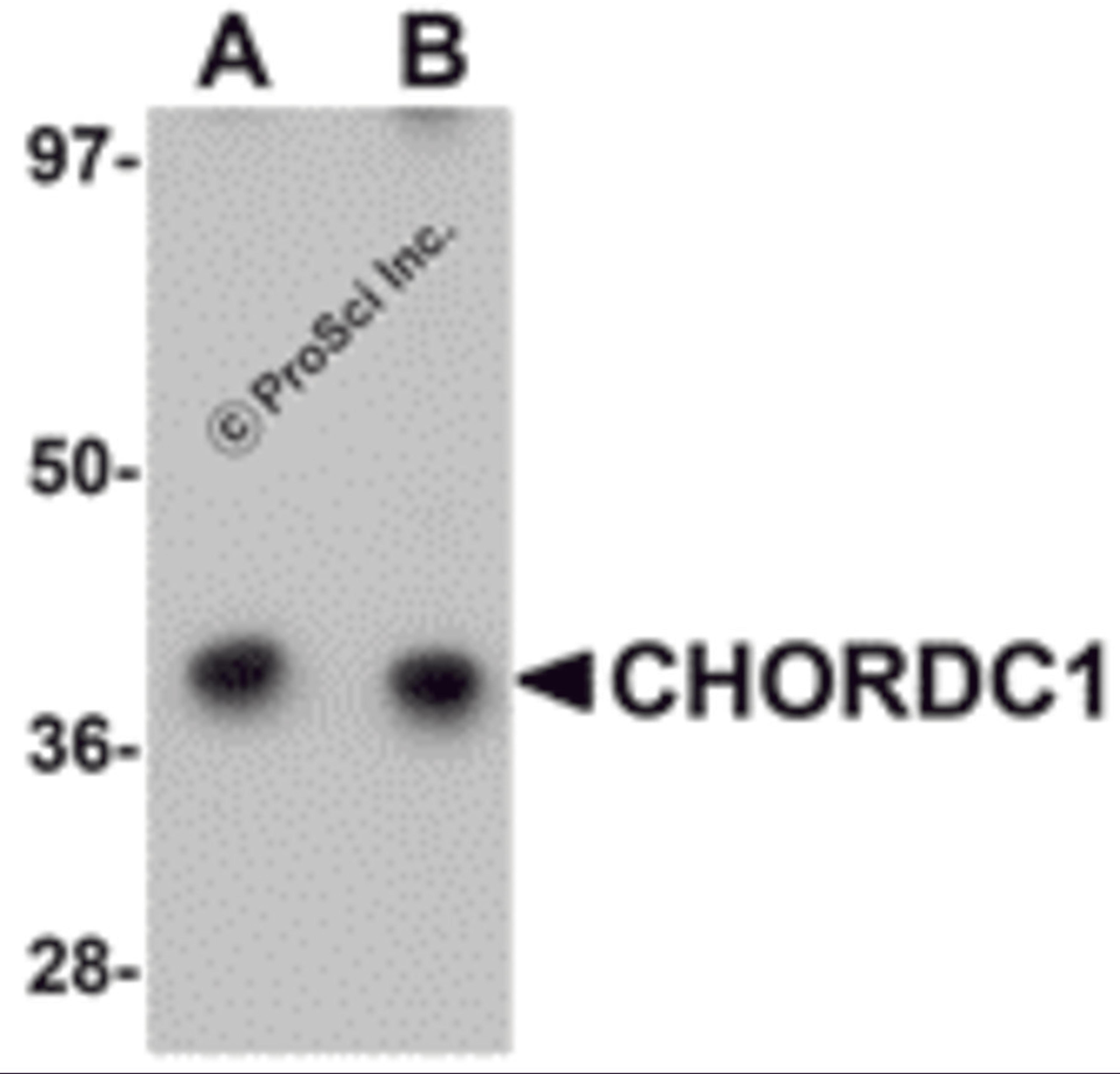 Western blot analysis of CHORDC1 in 293 cell lysate with CHORDC1 antibody at (A) 1 and (B) 2 μg/mL.