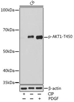 Western blot - Phospho-AKT1-T450 Rabbit mAb (AP0980)