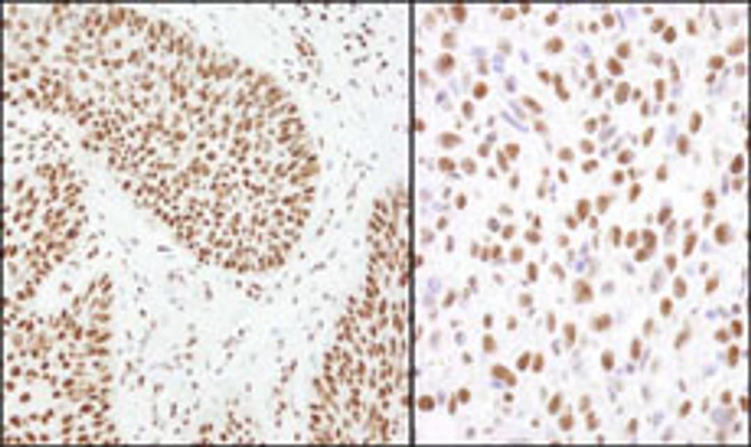 Detection of human and mouse Matrin 3 by immunohistochemistry.