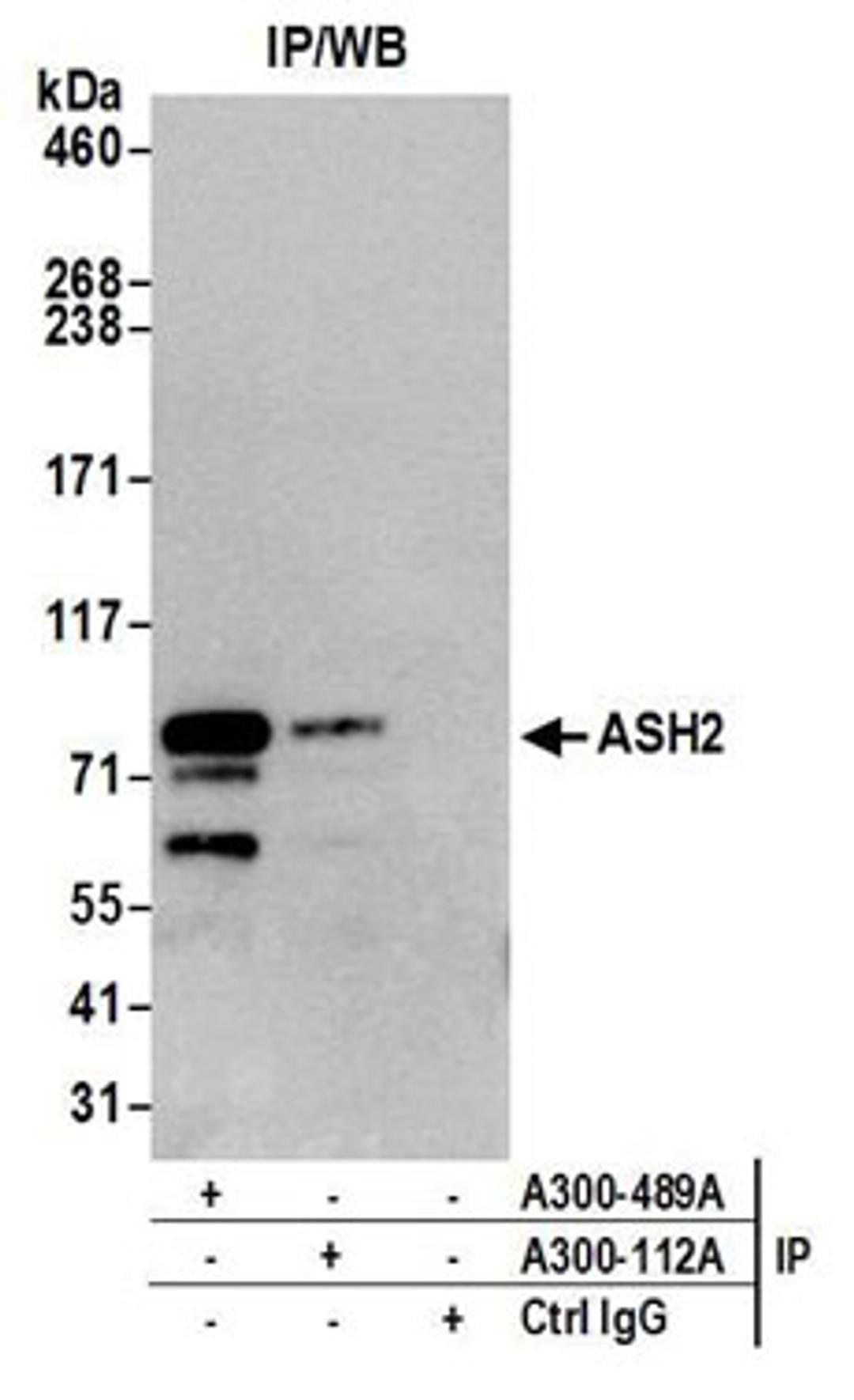 Detection of human ASH2 by western blot of immunoprecipitates.