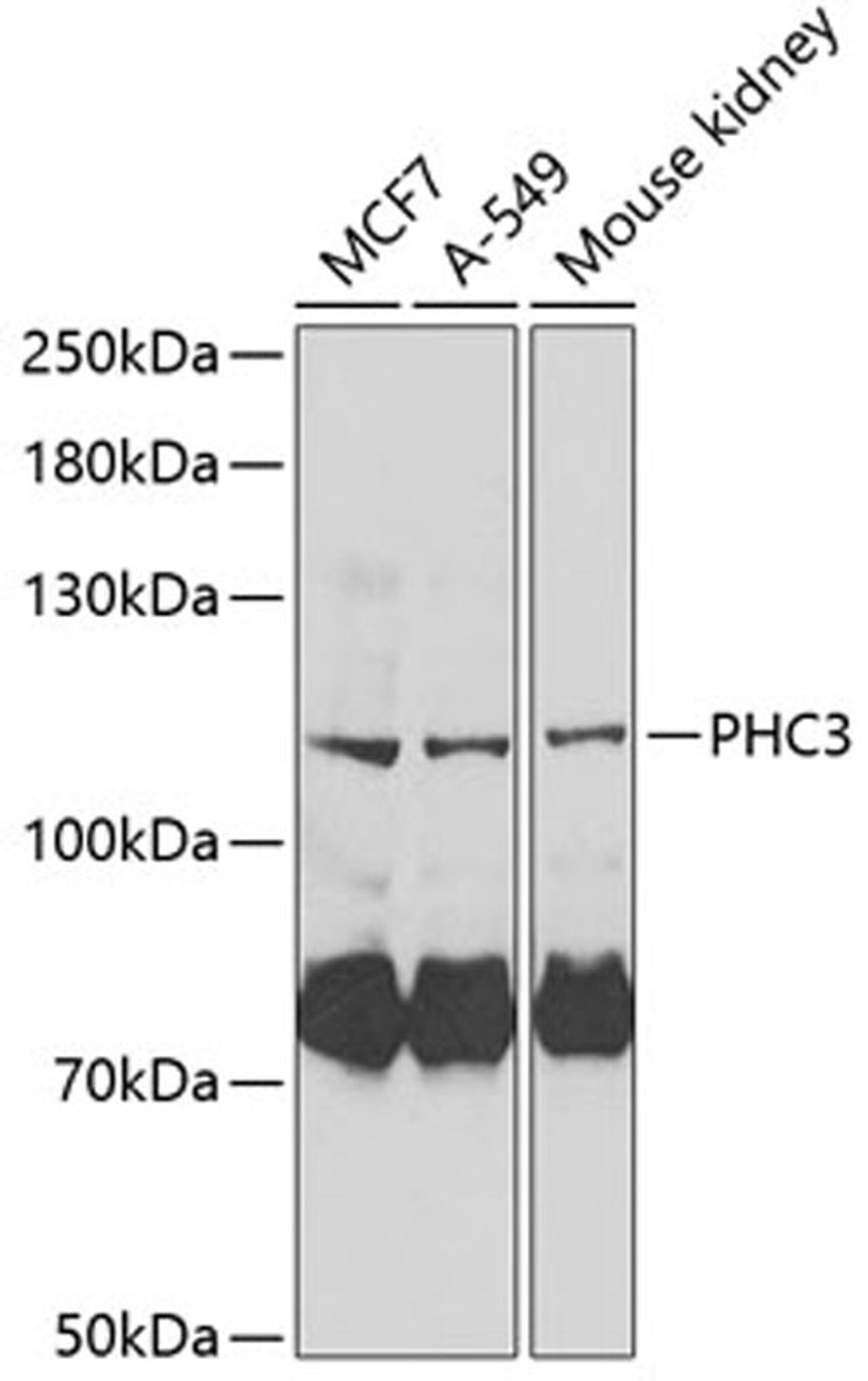 Western blot - PHC3 Antibody (A6479)