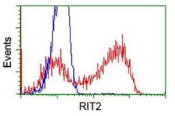 Flow Cytometry: RIT2 Antibody (3F4) [NBP2-03062] - HEK293T cells transfected with either overexpression plasmid (Red) or empty vector control plasmid (Blue) were immunostained by anti-RIT2 antibody, and then analyzed by flow cytometry.