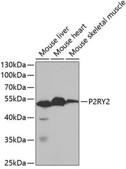 Western blot - P2RY2 antibody (A5779)