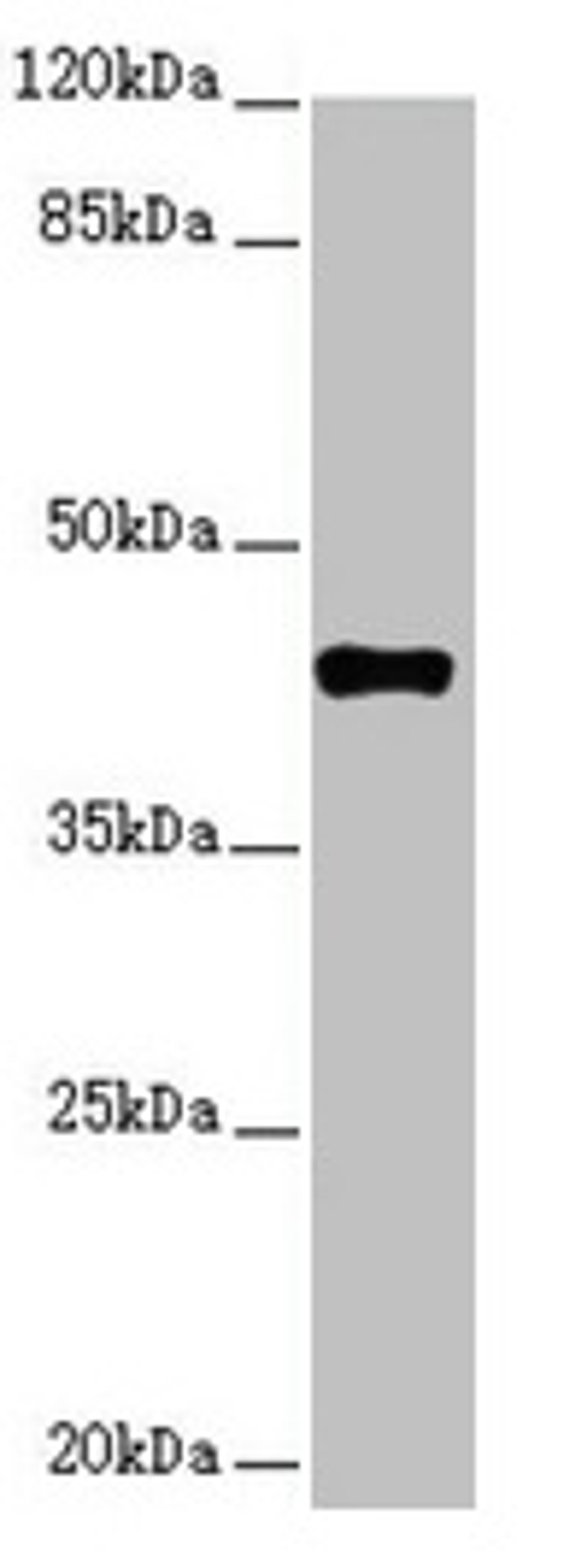 Western blot. All lanes: SH3GL1 antibody at 2.48µg/ml + HT29 whole cell lysate. Secondary. Goat polyclonal to rabbit IgG at 1/10000 dilution. Predicted band size: 42, 37, 35 kDa. Observed band size: 42 kDa