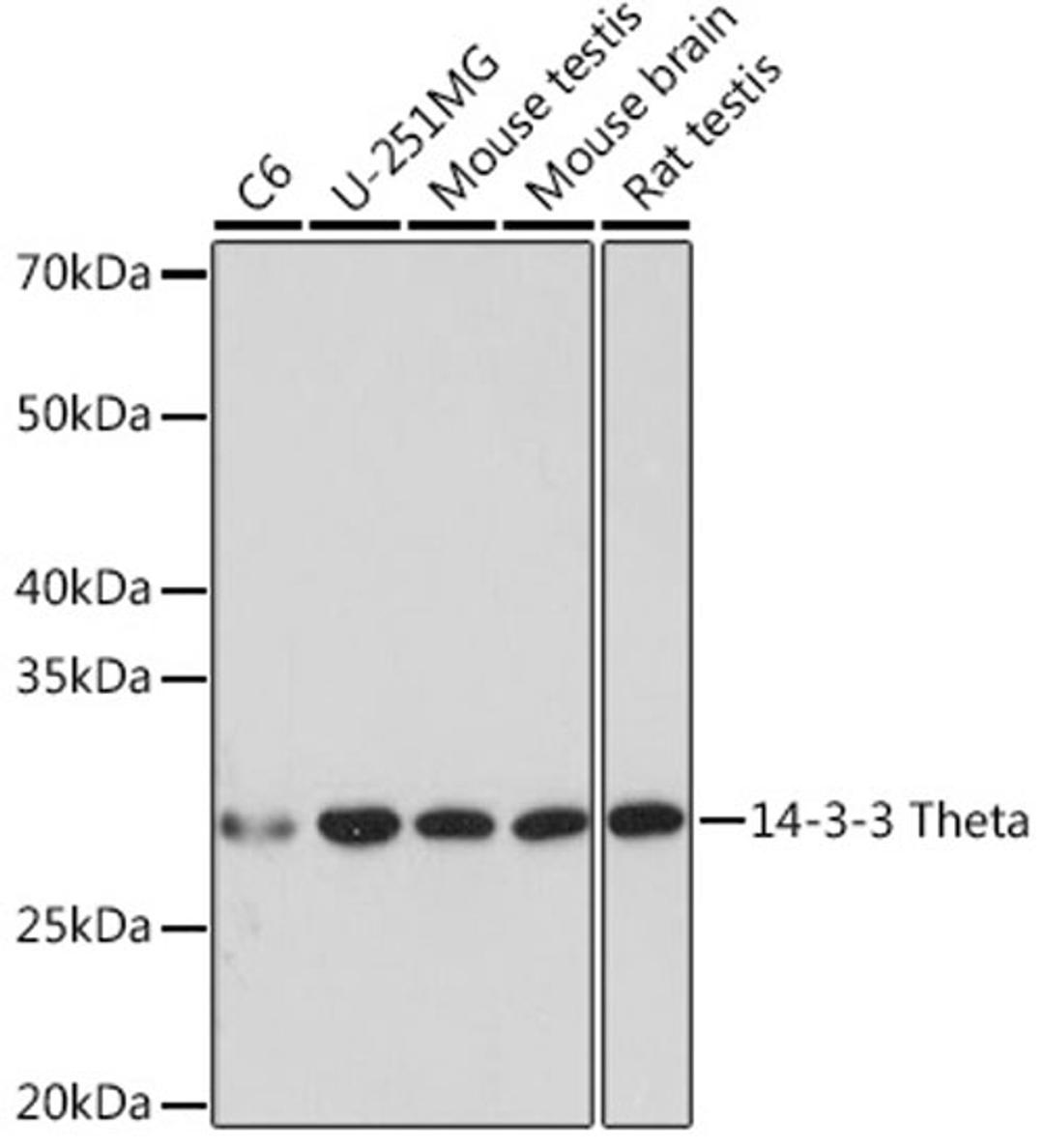 Western blot - 14-3-3 Theta Rabbit mAb (A8936)