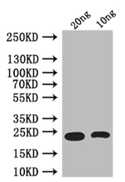 Western Blot. Positive WB detected in: recombinant protein. All lanes: Ets21C Antibody at 1:1000. Secondary. Goat polyclonal to rabbit IgG at 1/50000 dilution. Predicted band size: 26 kDa. Observed band size: 26 kDa. 