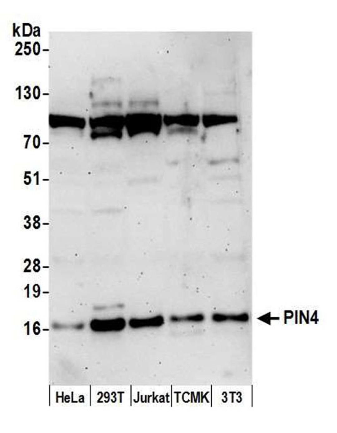 Detection of human and mouse PIN4 by WB.