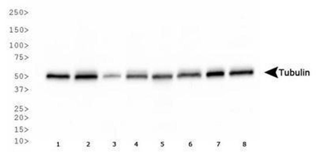 Western Blot: Tubulin Antibody (YL1/2) [NB600-506] - Western blot analysis of Tubulin expression in 1) HeLa, 2) NTERA-2, 3) A431, 4) HepG2, 5) MCF7, 6) NIH-3T3, 7) PC-12 and 8) Cos 7 whole cell lysates using NB600-506.