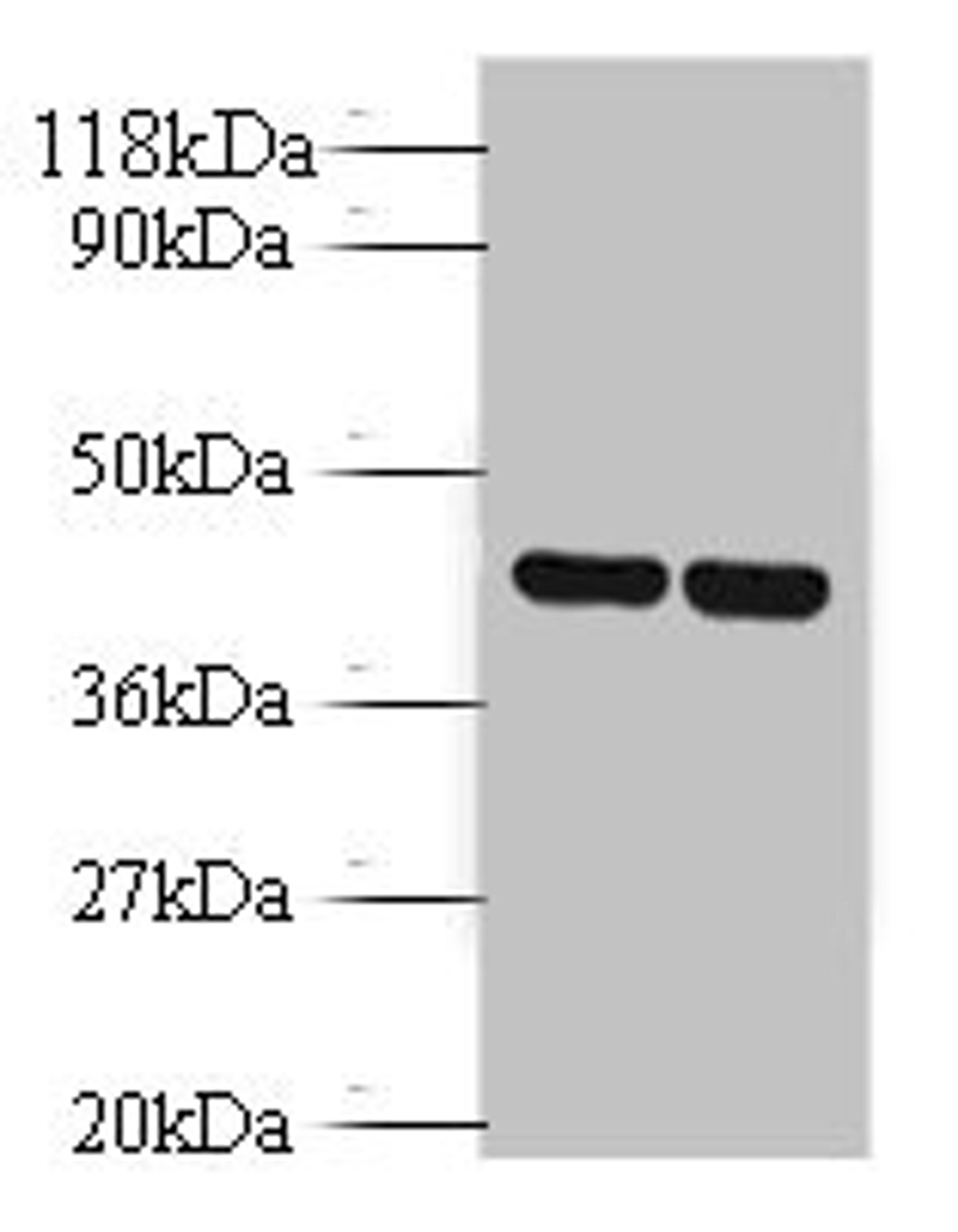 Western blot. All lanes: Vasopressin V1b receptor antibody at 2ug/ml. Lane 1: EC109 whole cell lysate. Lane 2: 293T whole cell lysate. Secondary. Goat polyclonal to rabbit IgG at 1/10000 dilution. Predicted band size: 47 kDa. Observed band size: 47 kDa. 
