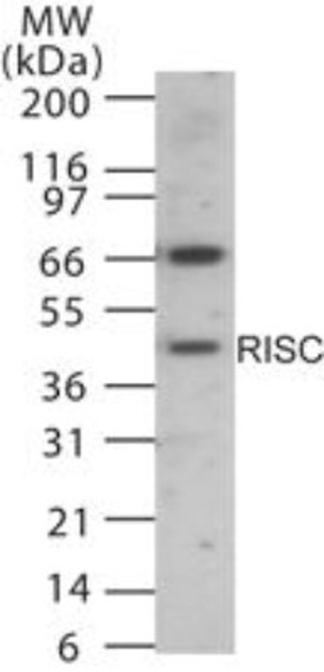 Western Blot: RISC Antibody [NB100-56648] - Analysis of human RISC in 15 ugs of human heart cell lysate using NB100-56648 at 1:1000 dilution.