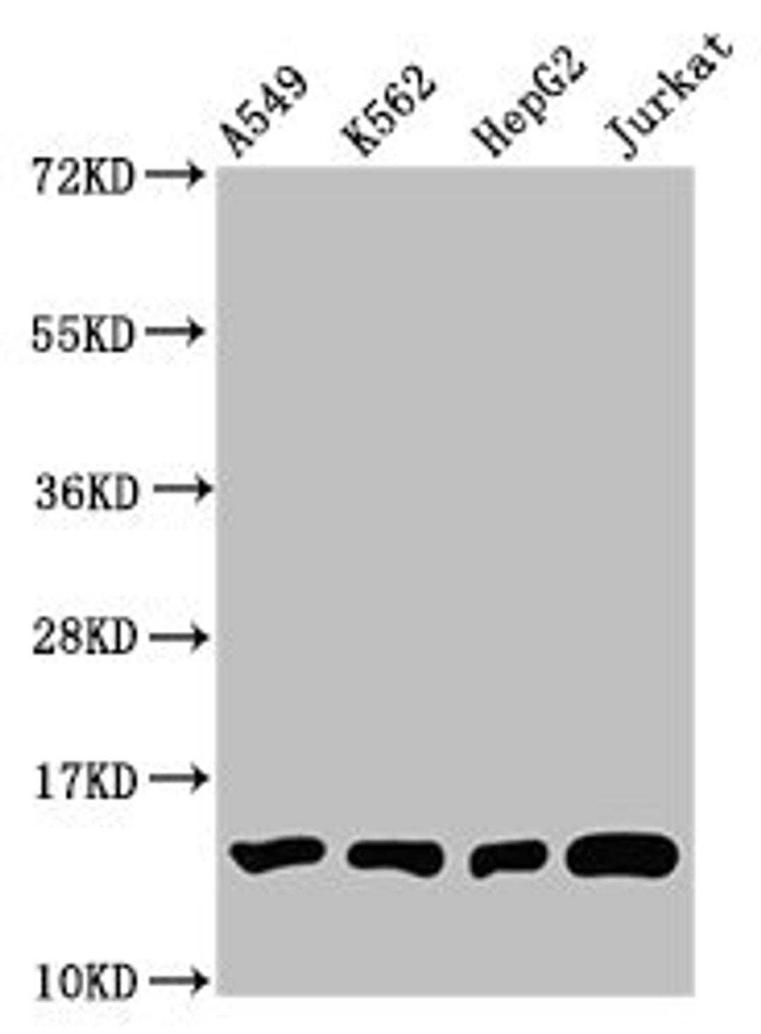 Western Blot. Positive WB detected in: A549 whole cell lysate, K562 whole cell lysate, HepG2 whole cell lysate, Jurkat whole cell lysate. All lanes: HIST1H2BC antibody at 1:100. Secondary. Goat polyclonal to rabbit IgG at 1/50000 dilution. Predicted band size: 14 kDa. Observed band size: 14 kDa
