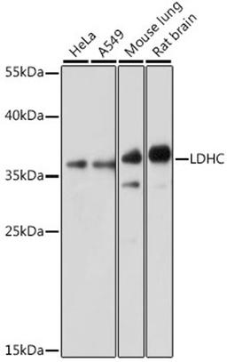 Western blot - LDHC antibody (A15003)