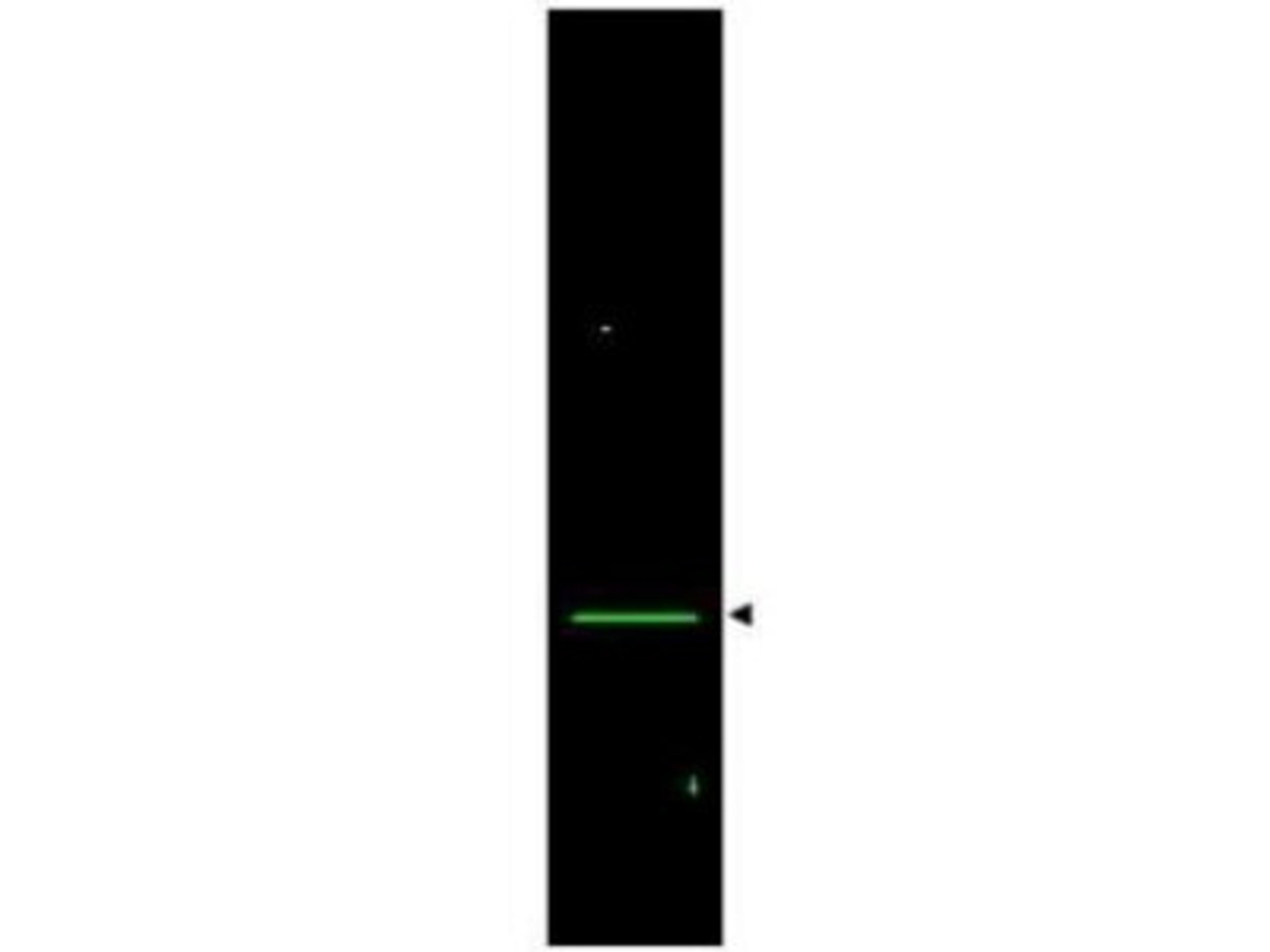 Western Blot: VDAC1 Antibody [NB100-695] - Lane 1: rat heart whole cell lysate. Lane 2: none. Load: 35 ug per lane. Primary antibody: VDAC/Porin antibody at 1:1,200 for overnight at 4C. Secondary antibody: IRDye800 (TM) rabbit secondary antibody at 1:10,000 for 45 min at RT. Block: 5% BLOTTO overnight at 4C. Predicted/Observed size: ~32 kDa corresponding to VDAC/Porin (arrowhead).