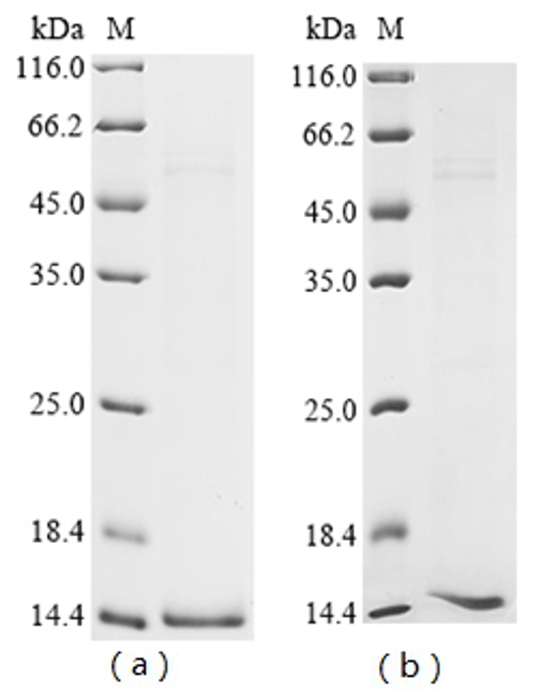 (Tris-Glycine gel) Discontinuous SDS-PAGE (reduced) with 5% enrichment gel and 15% separation gel.