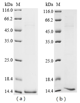 (Tris-Glycine gel) Discontinuous SDS-PAGE (reduced) with 5% enrichment gel and 15% separation gel.
