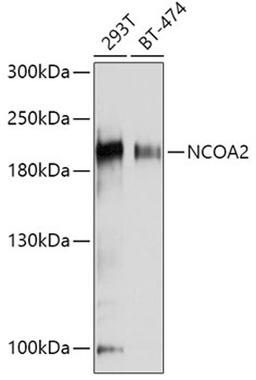 Western blot - NCOA2 antibody (A10280)