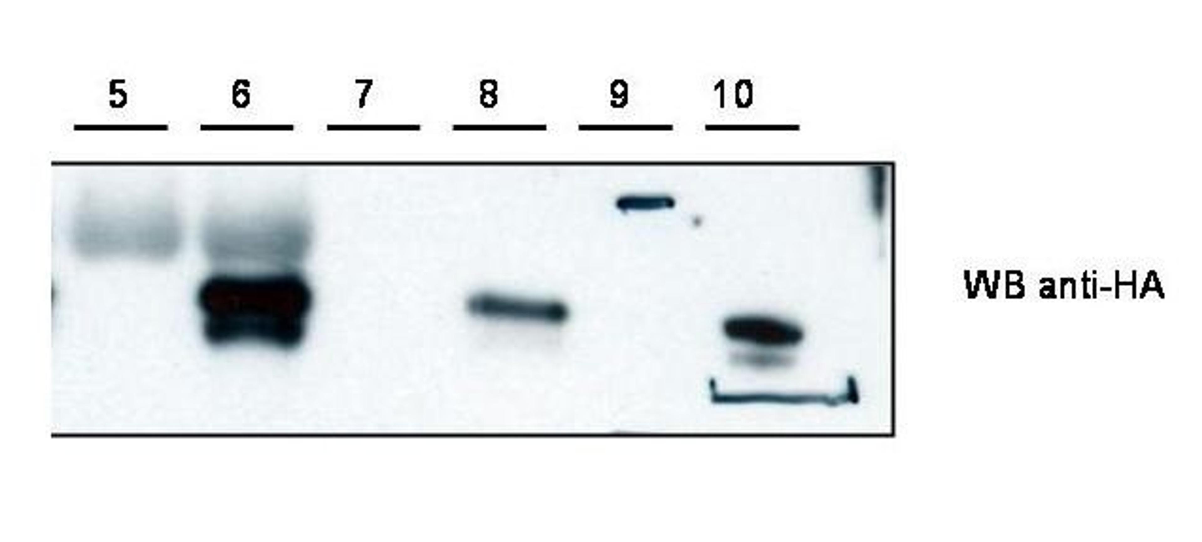 Western blot analysis of HEK293 cells using Cybr antibody