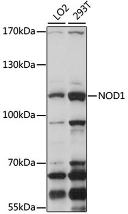 Western blot - NOD1 antibody (A1246)