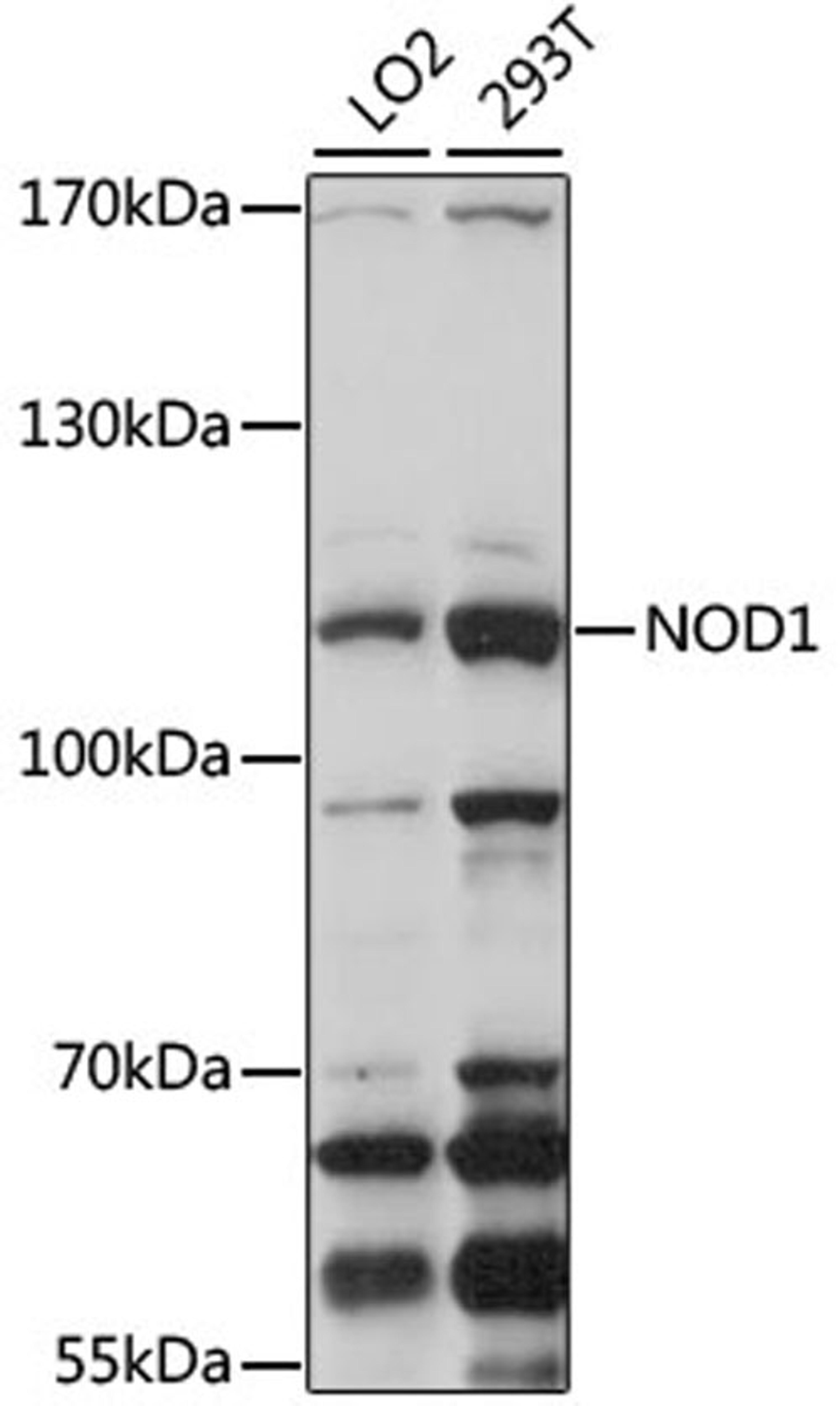 Western blot - NOD1 antibody (A1246)