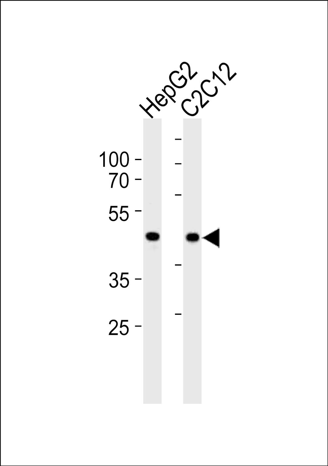 Western blot analysis in HepG2 and mouse C2C12 cell line lysates (35ug/lane).