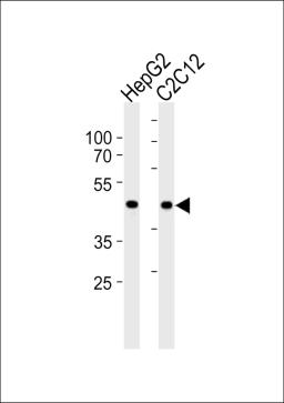 Western blot analysis in HepG2 and mouse C2C12 cell line lysates (35ug/lane).