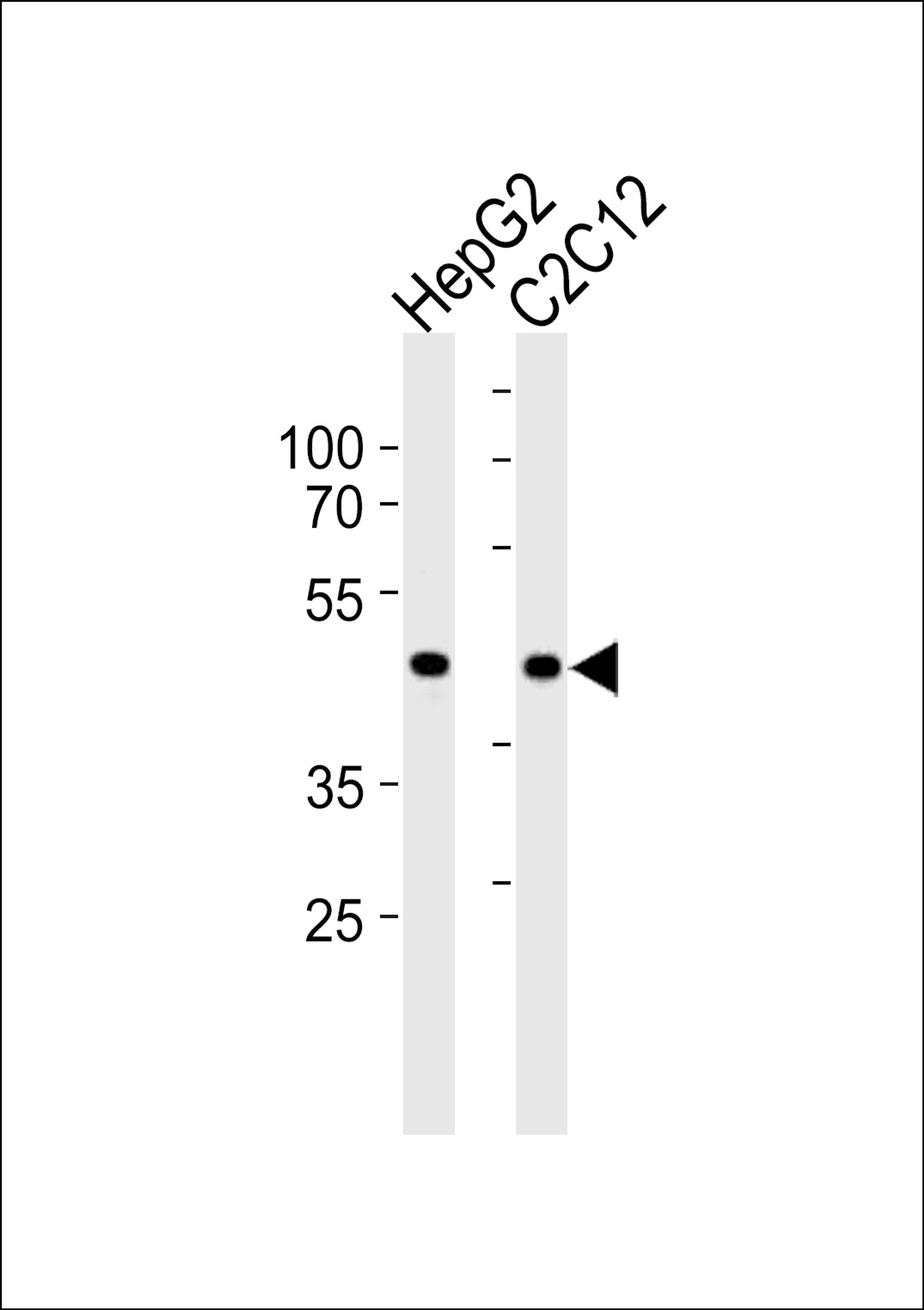 Western blot analysis in HepG2 and mouse C2C12 cell line lysates (35ug/lane).