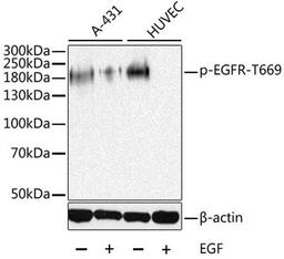 Western blot - Phospho-EGFR-T669 antibody (AP0025)