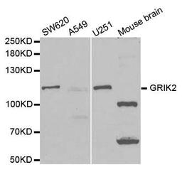 Western blot analysis of extracts of various cell lines using GRIK2 antibody