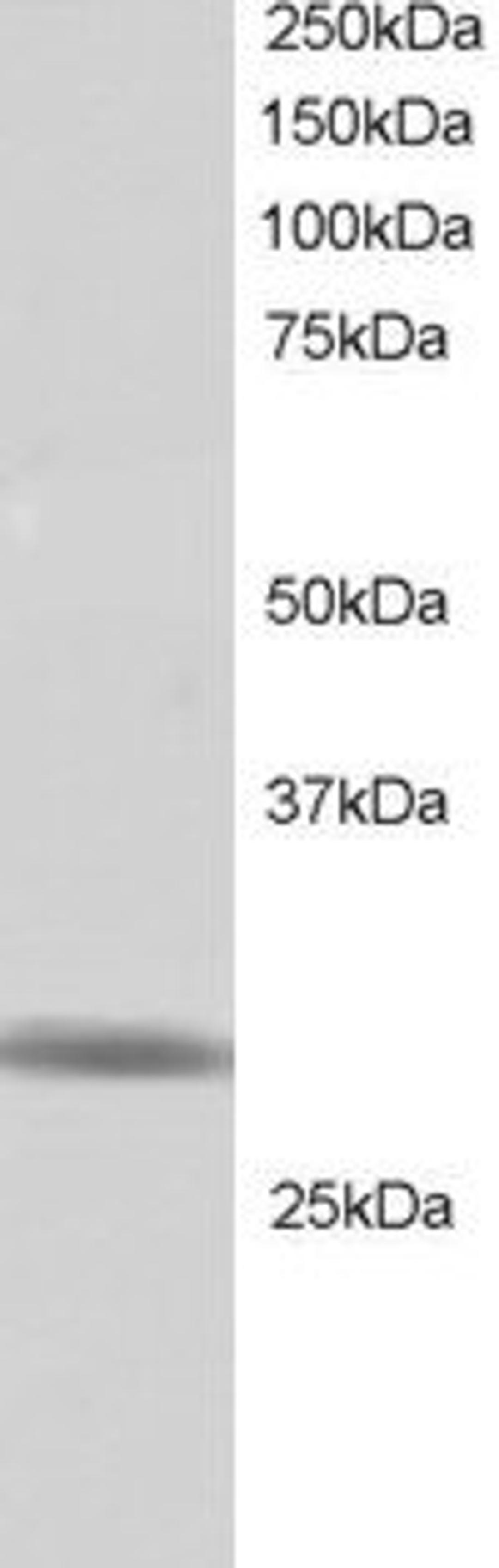 46-617 staining (1ug/ml) of Human Testis lysate (RIPA buffer, 30ug total protein per lane). Primary incubated for 1 hour. Detected by western blot using chemiluminescence.