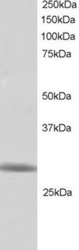 46-617 staining (1ug/ml) of Human Testis lysate (RIPA buffer, 30ug total protein per lane). Primary incubated for 1 hour. Detected by western blot using chemiluminescence.