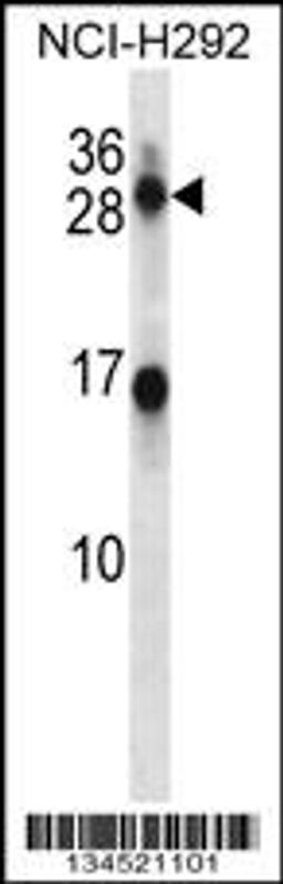 Western blot analysis in NCI-H292 cell line lysates (35ug/lane).