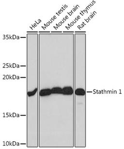 Western blot - Stathmin 1 Rabbit mAb (A4379)