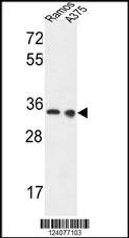 Western blot analysis in Ramos,A375 cell line lysates (35ug/lane).