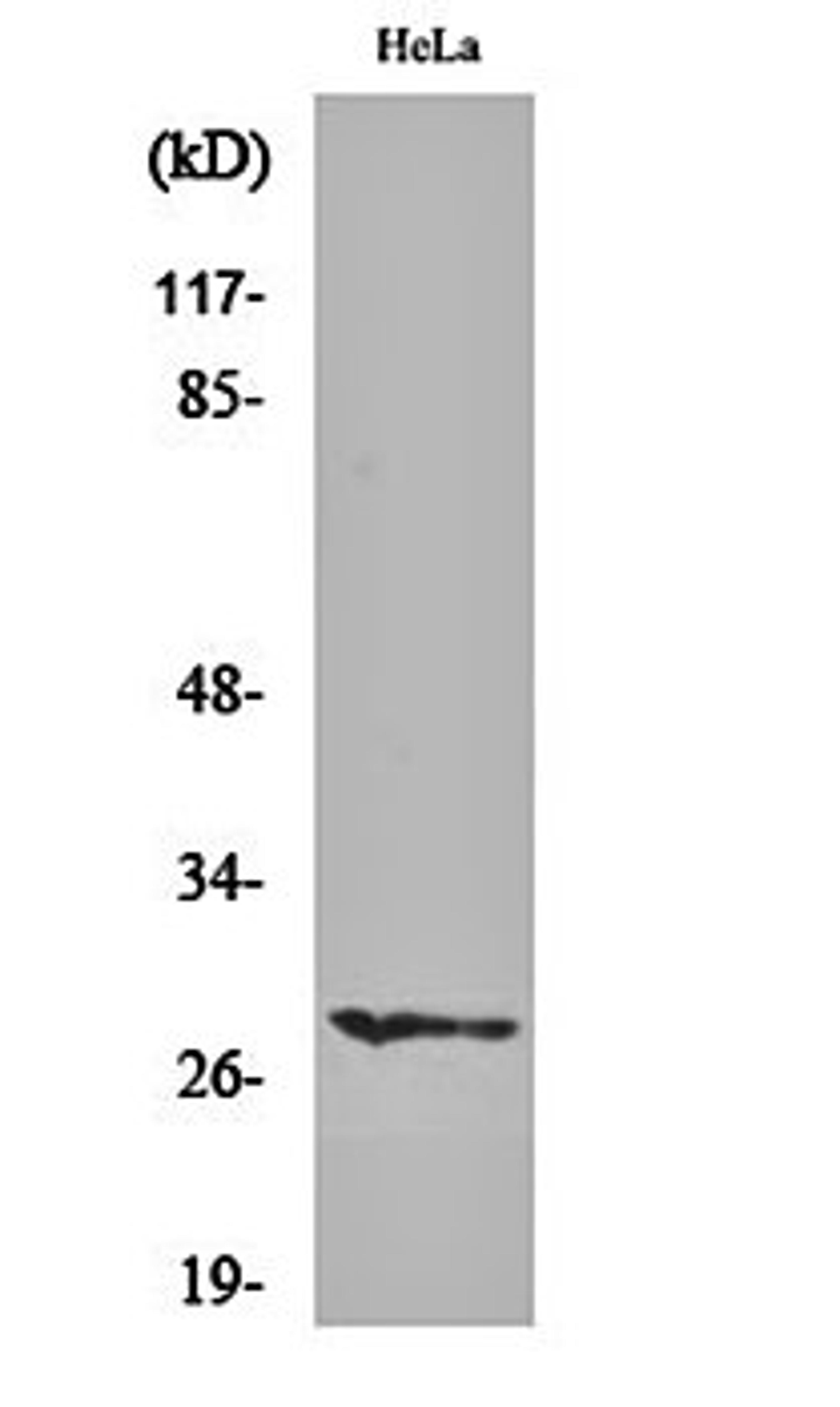 Western blot analysis of Hela cell lysates using HES-6 antibody