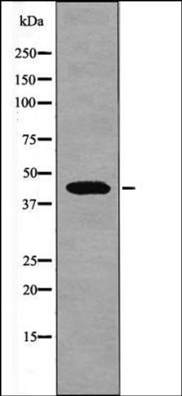 Western blot analysis of PMA treated K562 whole cell lysates using Connexin 43 -Phospho-Ser279- antibody